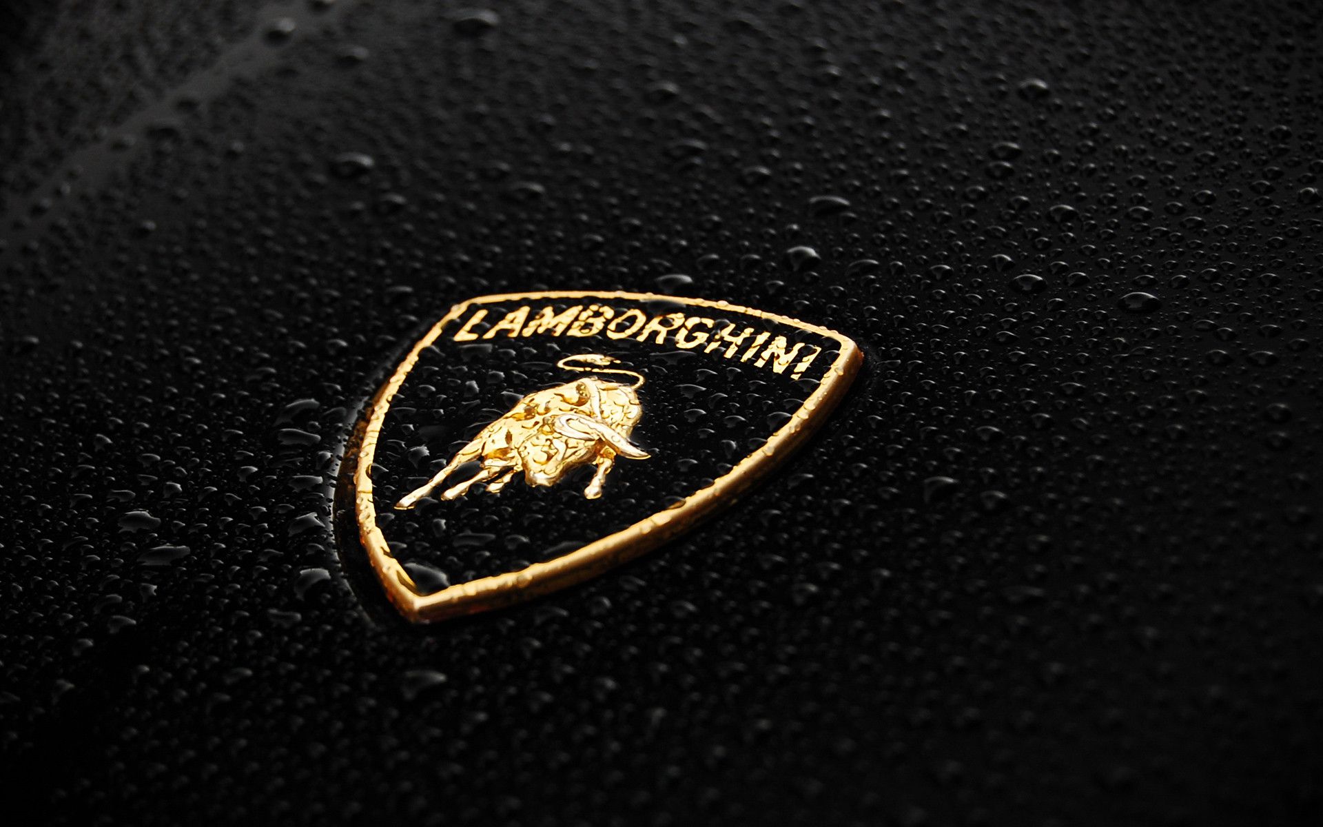 Black and gold Lamborghini logo in the rain