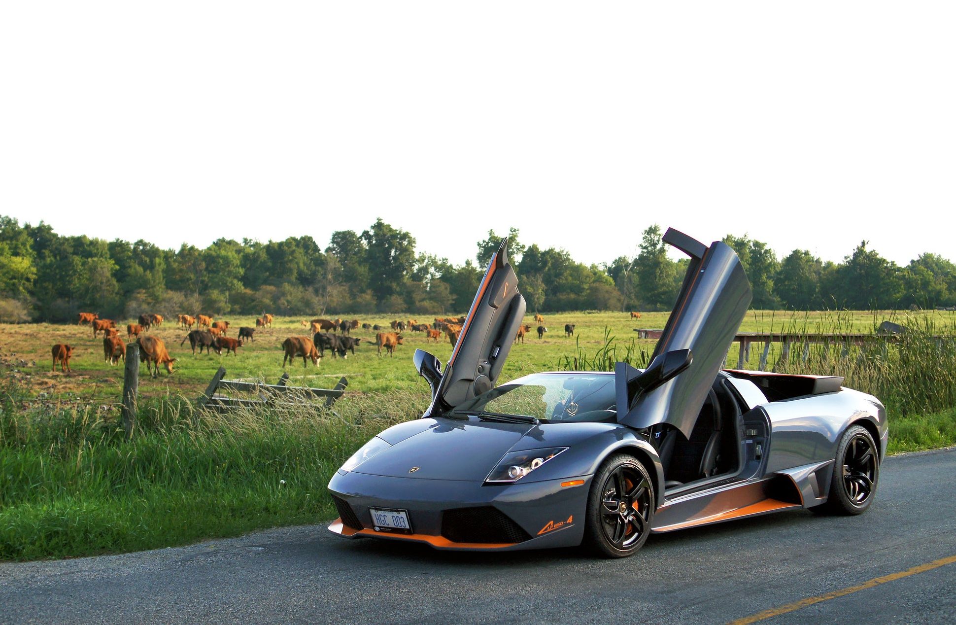 Lamborghini in front of with bull pasture