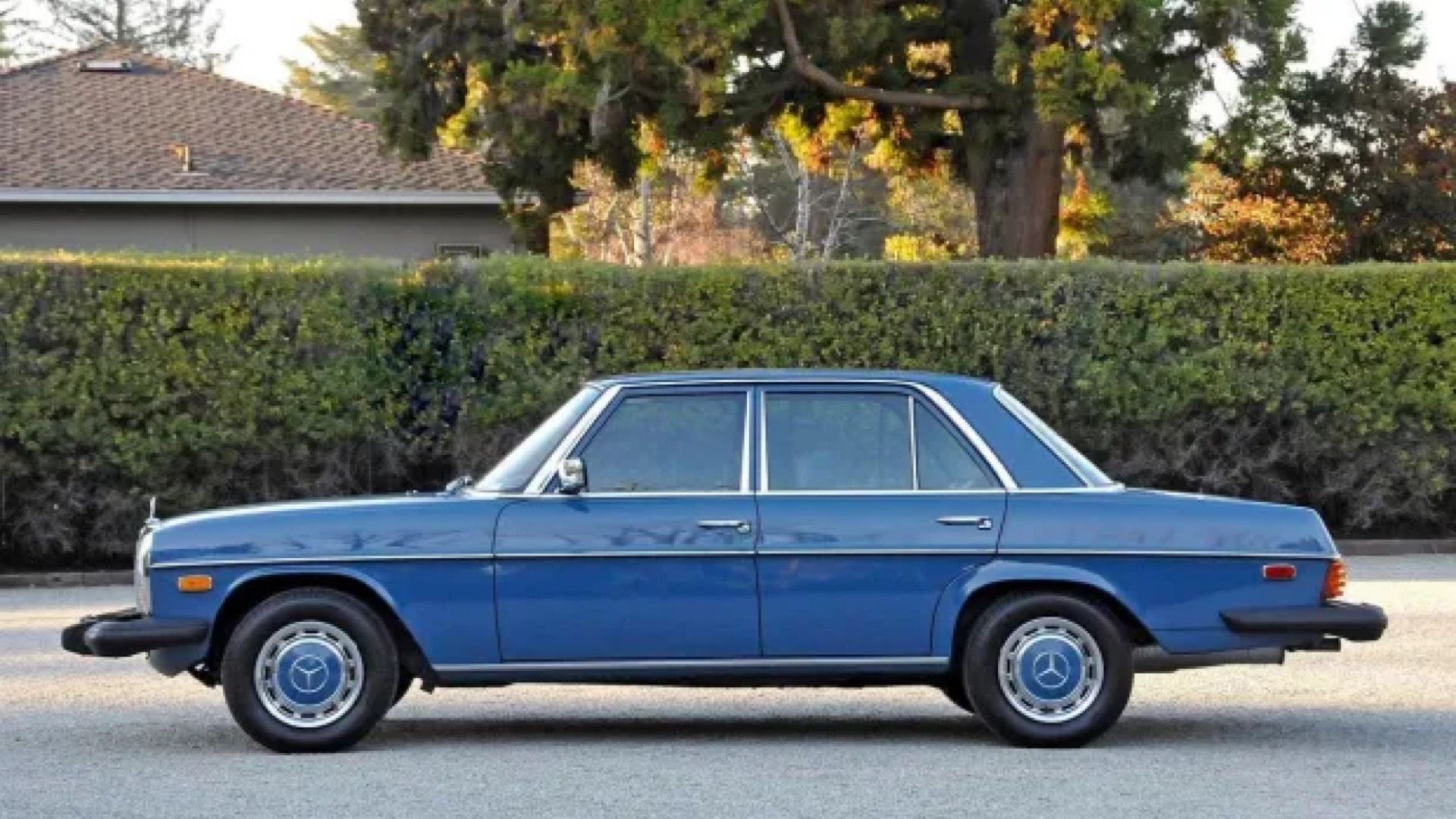 1976 Mercedes-Benz 240D in blue Posing in front of hedge