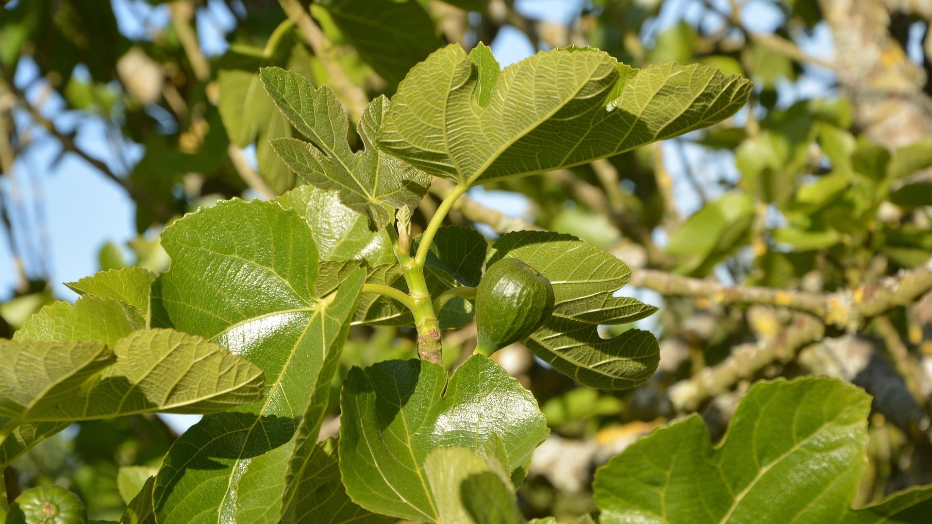 Fig Tree And Fruits 02