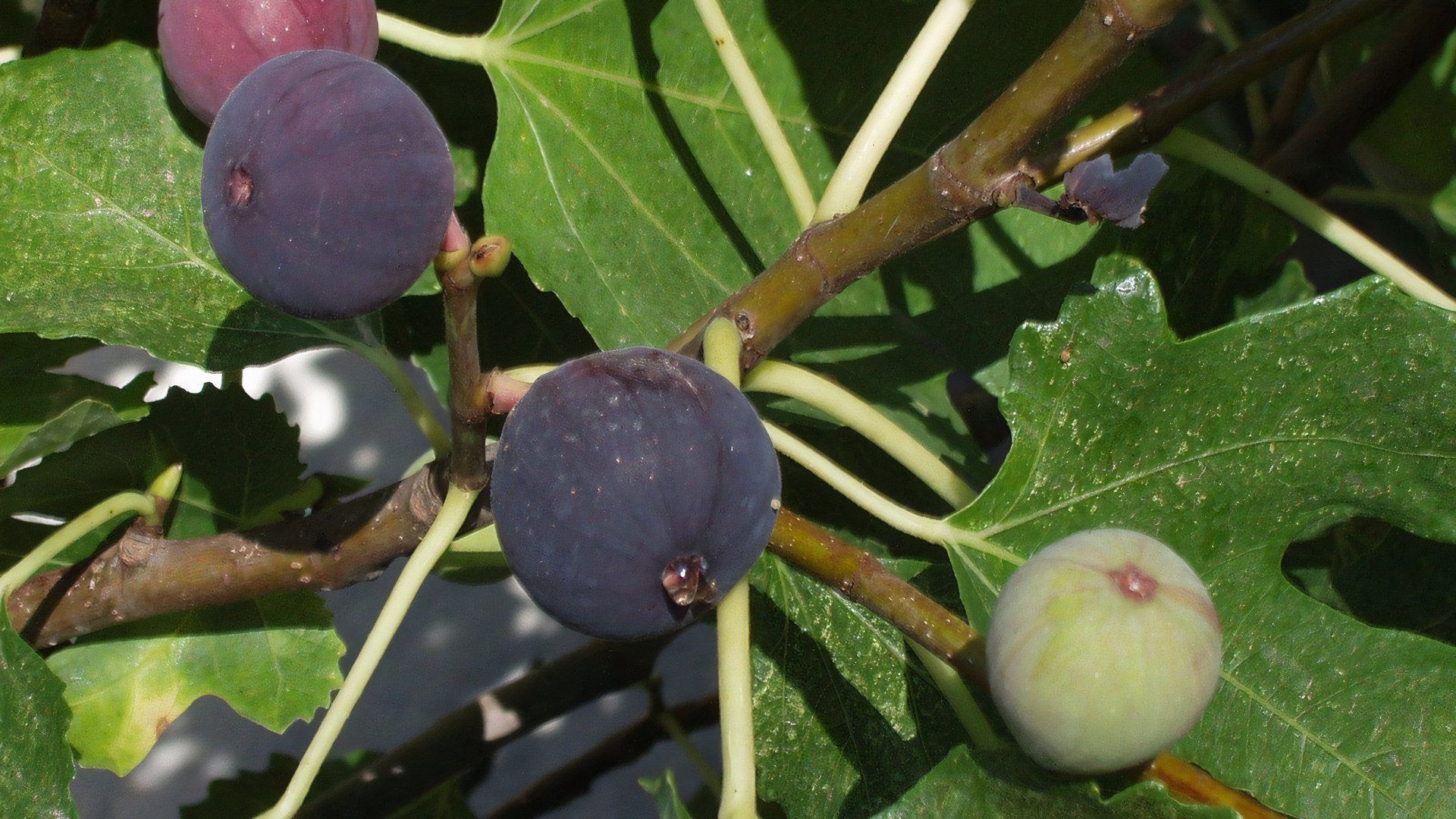 Fig Tree And Fruits